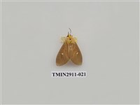 藏品(夜蛾4)的圖片
